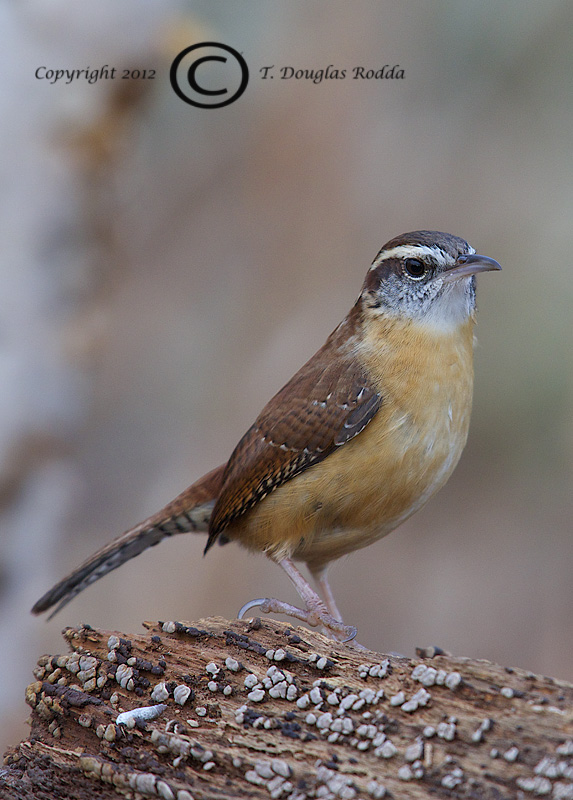 CAROLINA WREN